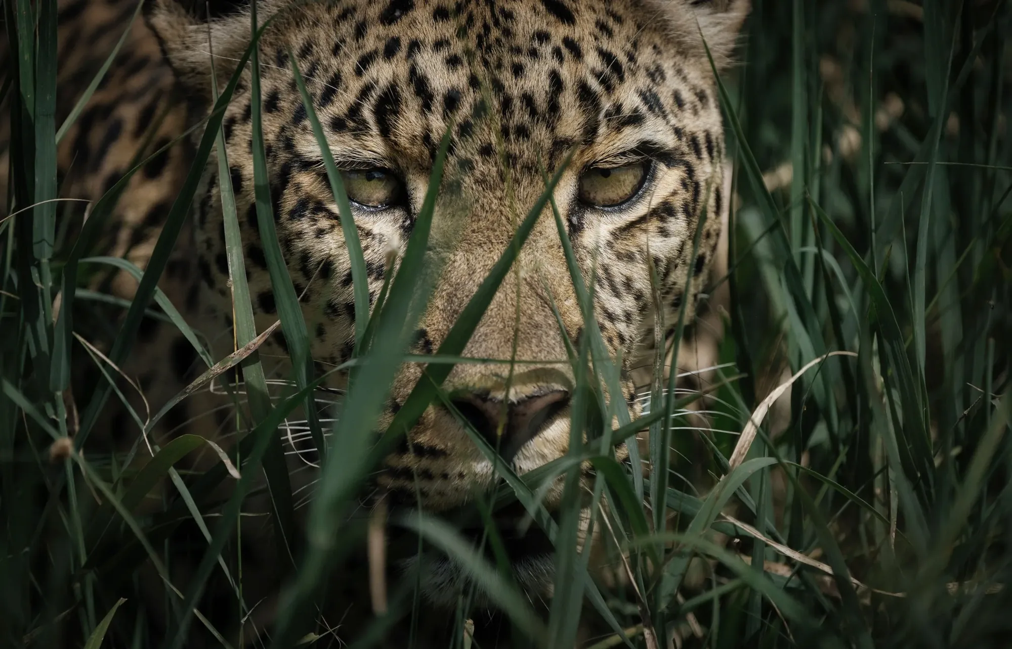 Maasai Mara