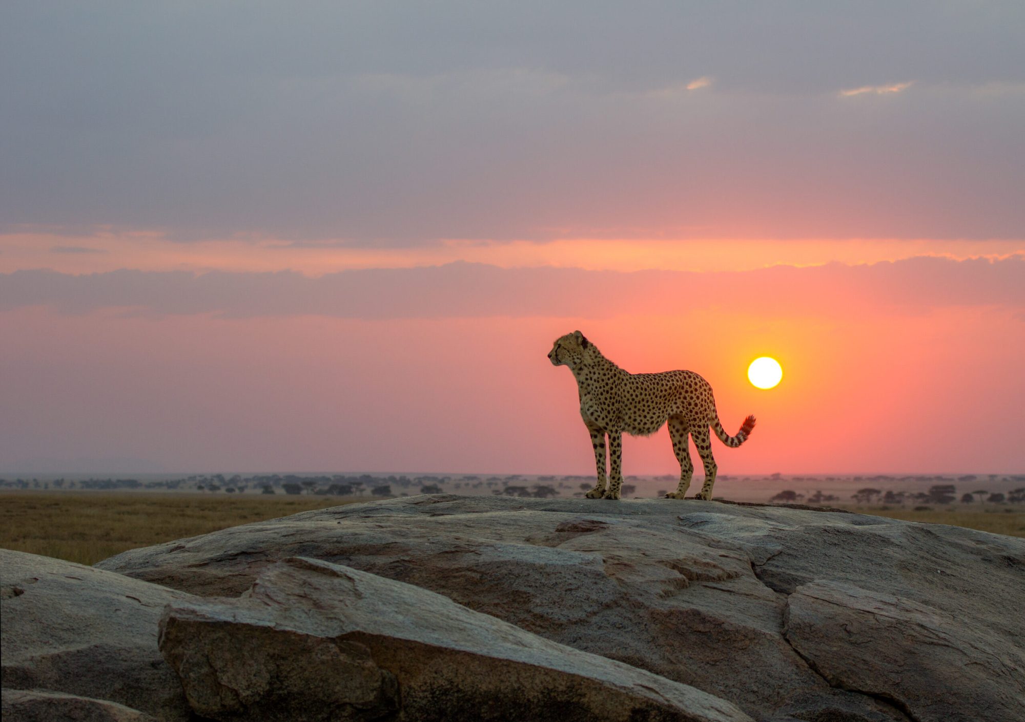 6 Giorni di Safari di Lusso in Tanzania, Rientro in Volo dal Serengeti