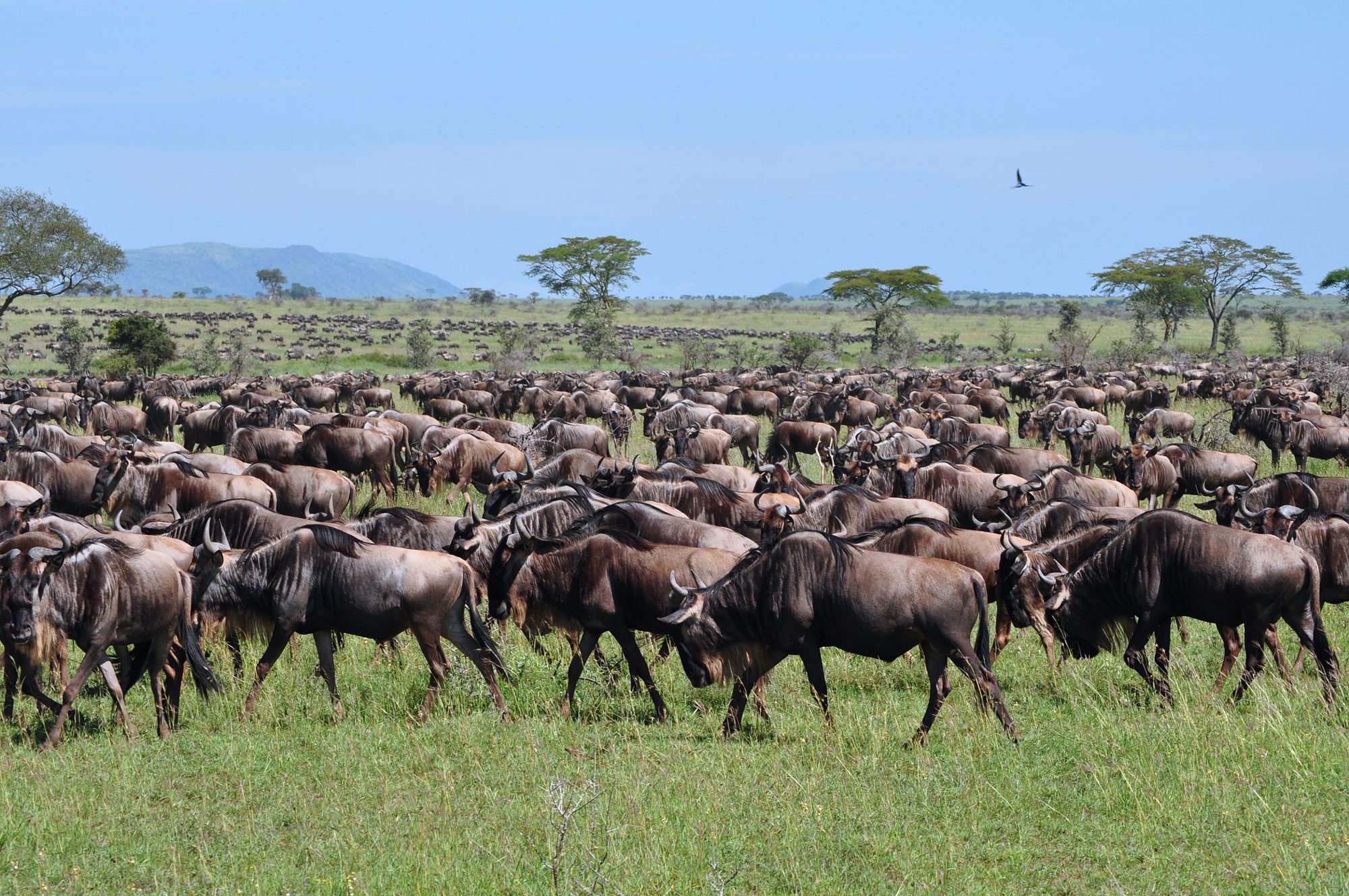 Parco Nazionale di Kitulo